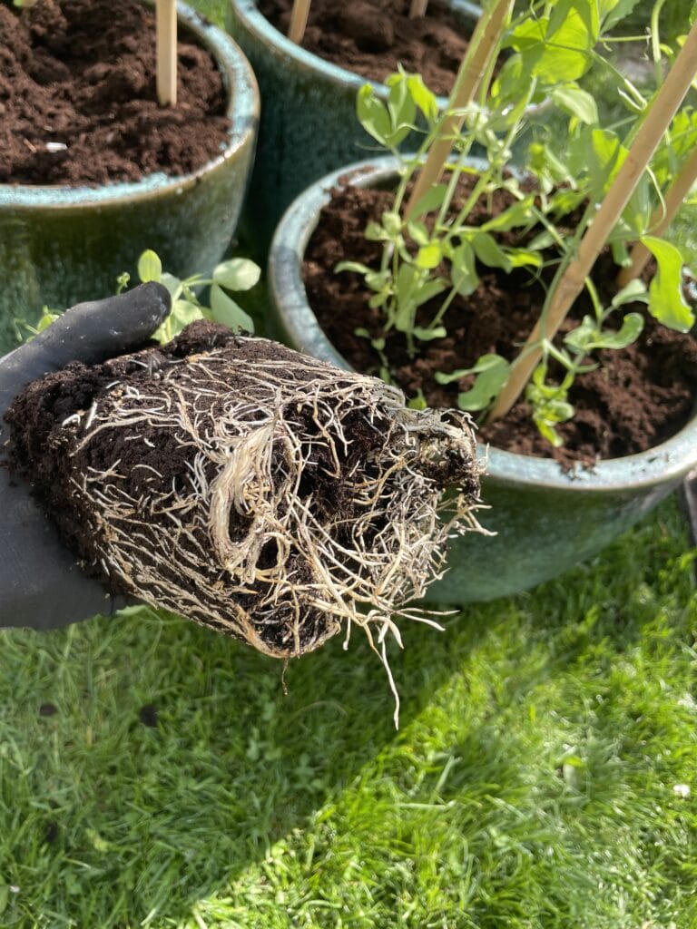 store flotte lathyrus til udplantning på espalier til ærteblomster