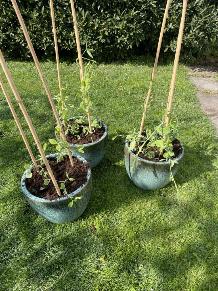 espalier til lathyrus efter dyrkning af ærteblomster om vinteren