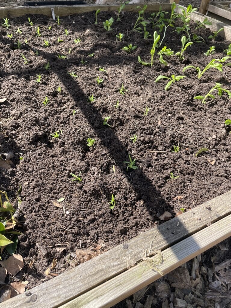 udplantning i skærehaven efter såning af nellike fra frø