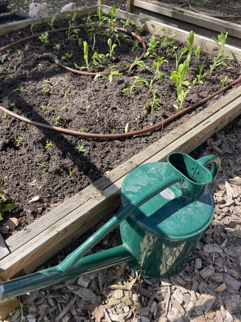 udplantning af scabiosa i skærehavne
