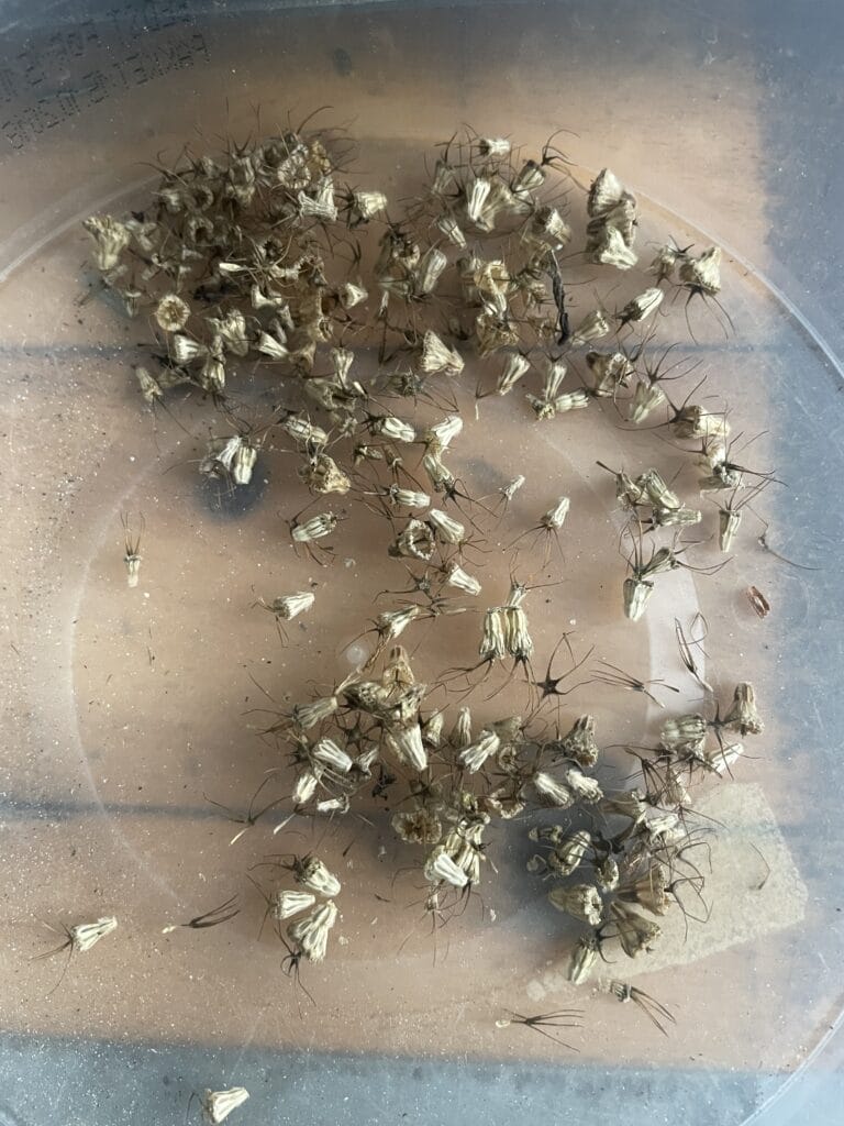 scabiosa frø fra haven