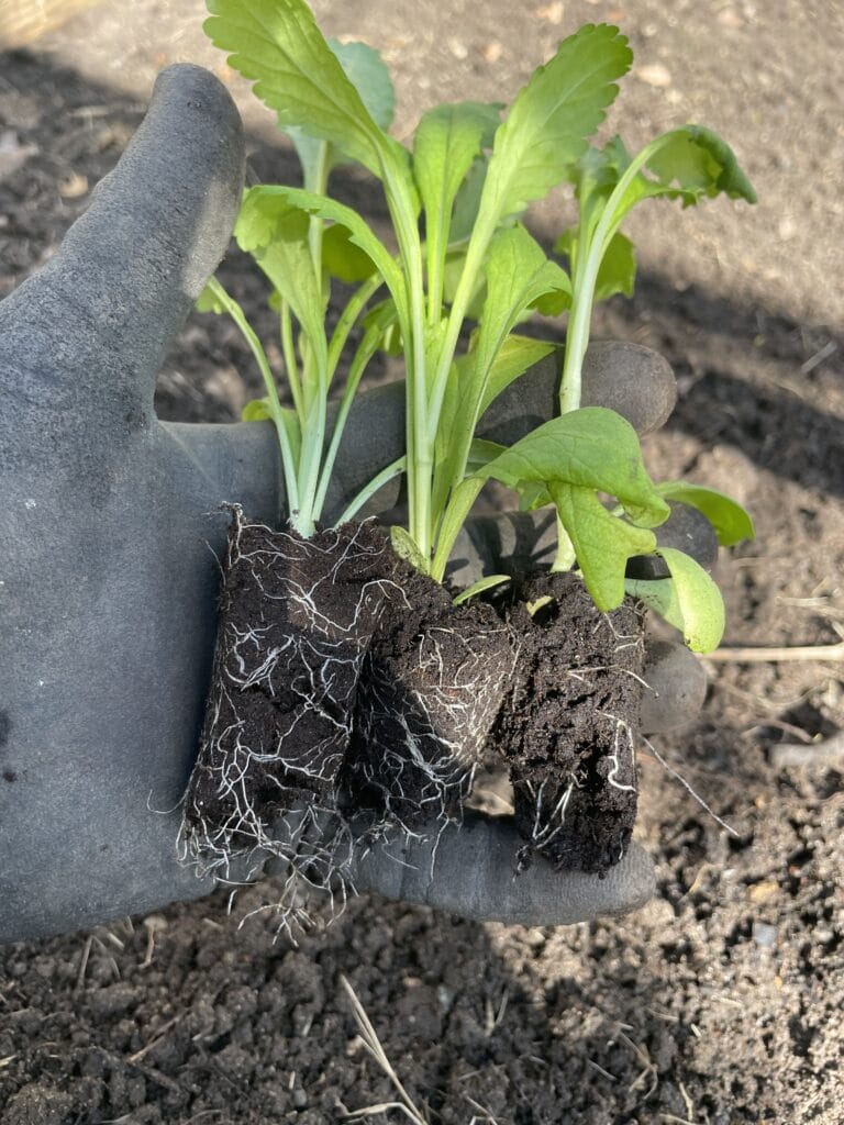 Dyrkning af scabiosa ved såning af egne scabiosa frø