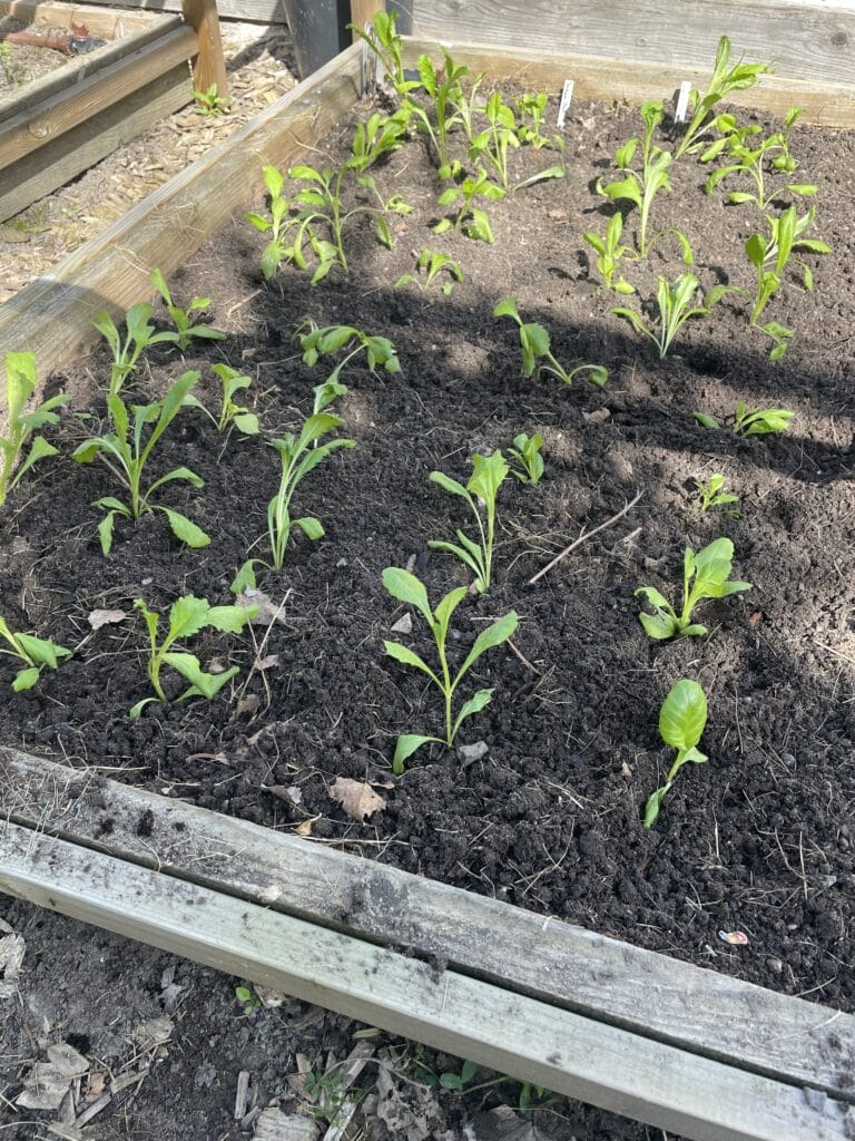 Udplantning af scabiosa i skærehaven