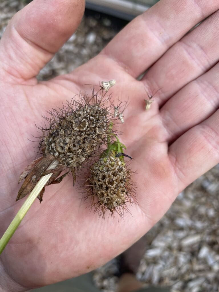 frø af scabiosa skabiosa enkeblomst