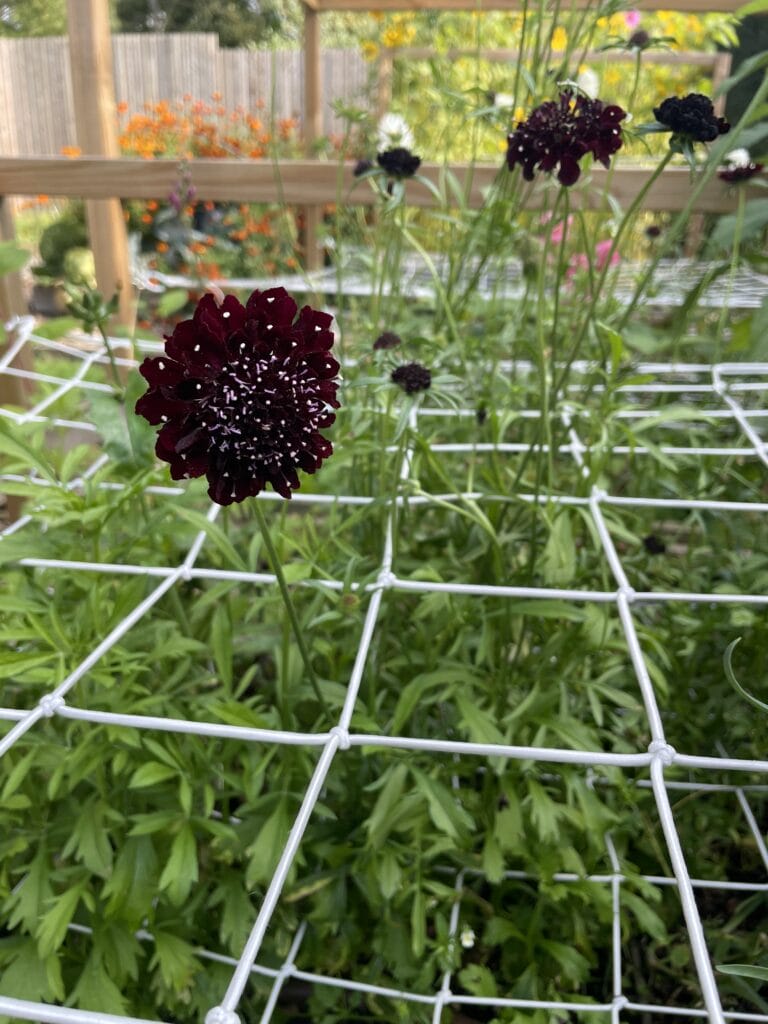 scabiosa skabiosa enkeblomst