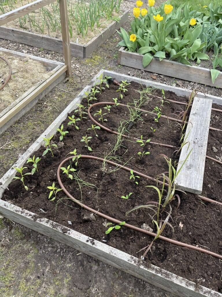 udplantning af grønt fyld til buketter i skærehaven