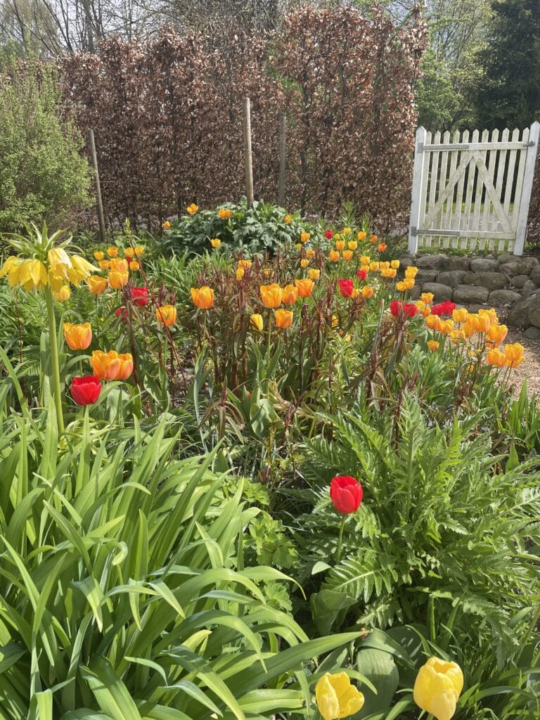 sikre og flerårige tulipanløg i haven