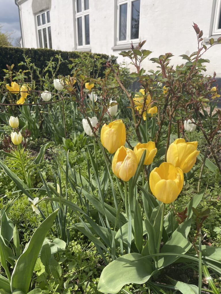 sikre og flerårige tulipanløg i haven
