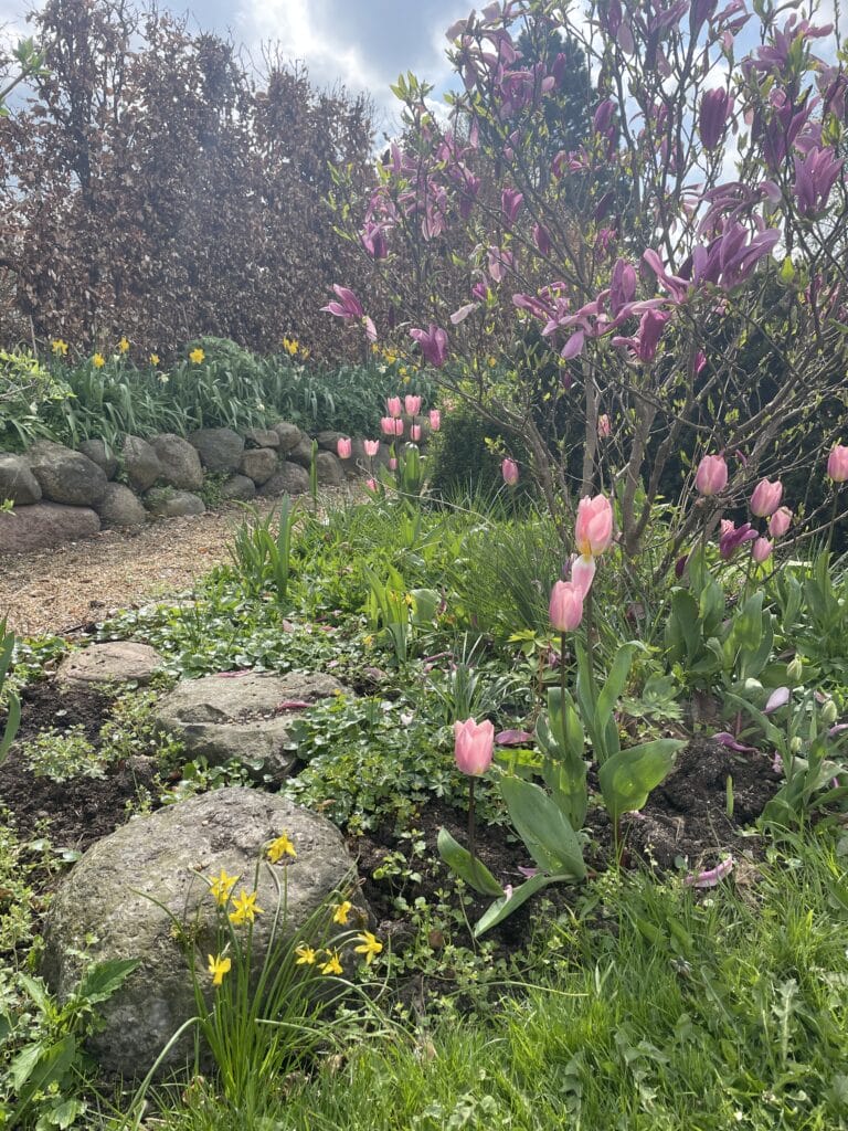 sikre og flerårige tulipanløg i haven
