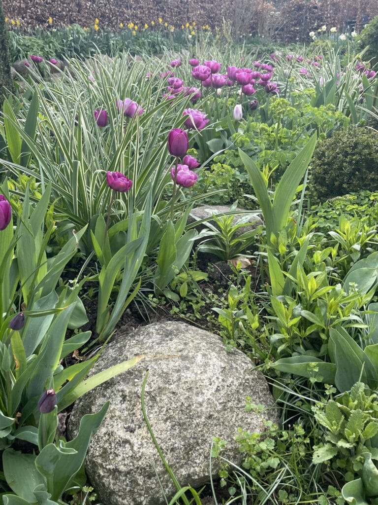 sikre og flerårige tulipanløg i haven