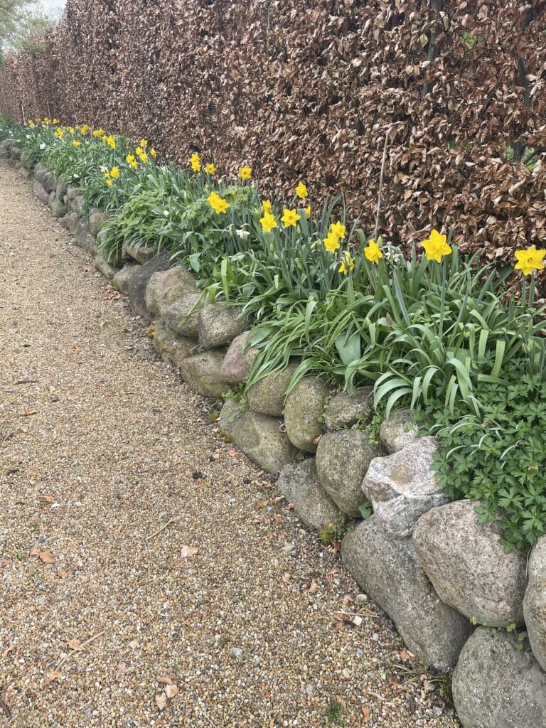 sikre og flerårige tulipanløg i haven