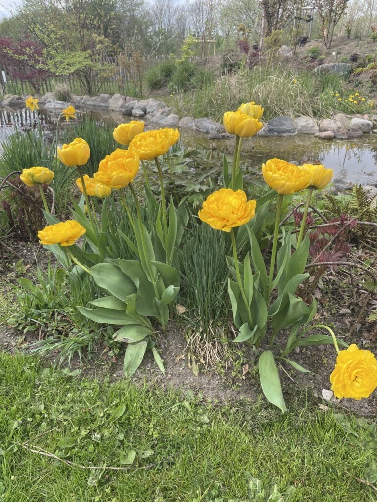 sikre og flerårige tulipanløg i haven
