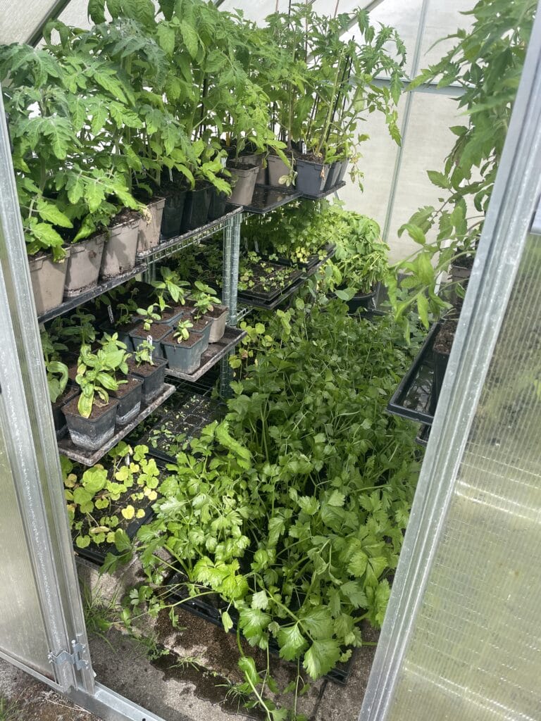 hærdning af planter til udplantning