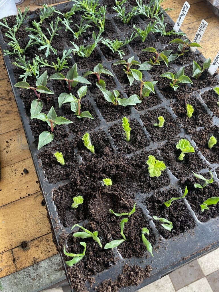 stiklinger af fuchsia og stiklingeformering af planter
