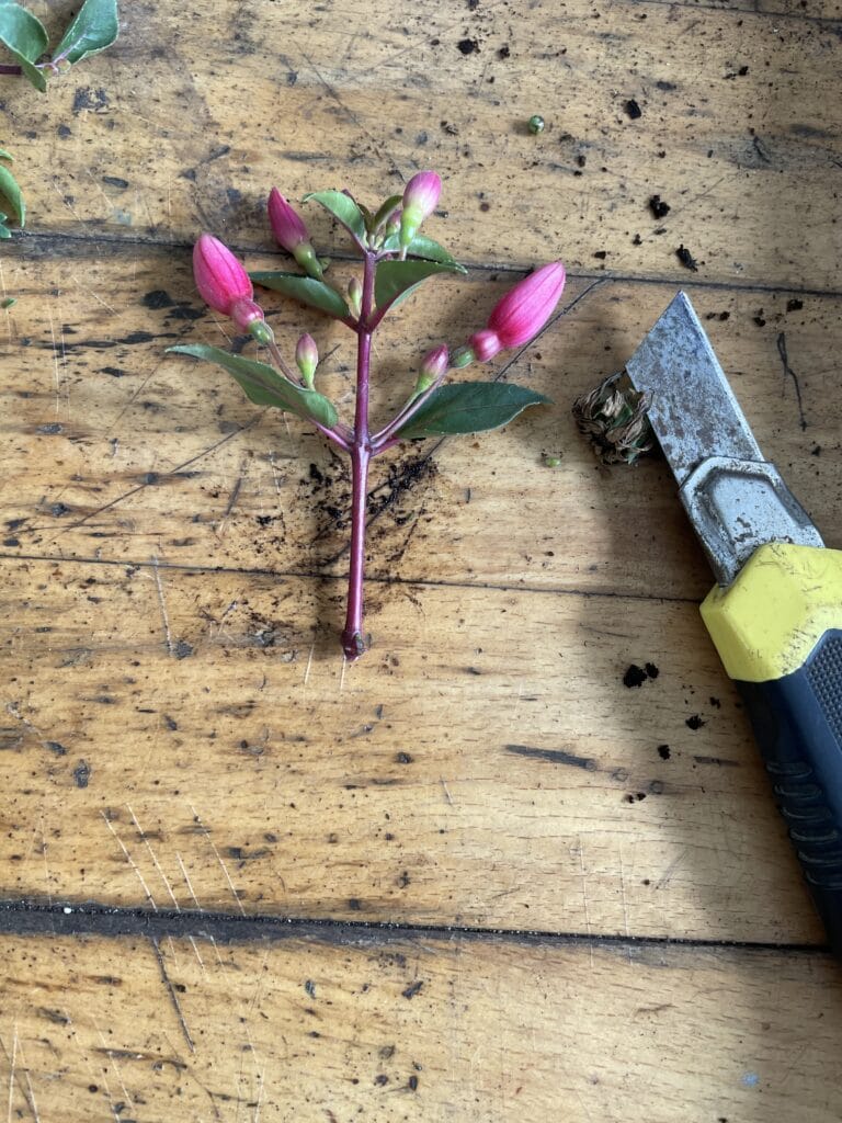 Stiklinger af Fuchsia og overvintring af fuchsia
