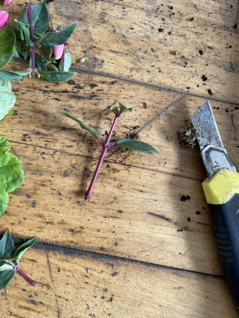 Stiklinger af Fuchsia og overvintring af fuchsia
