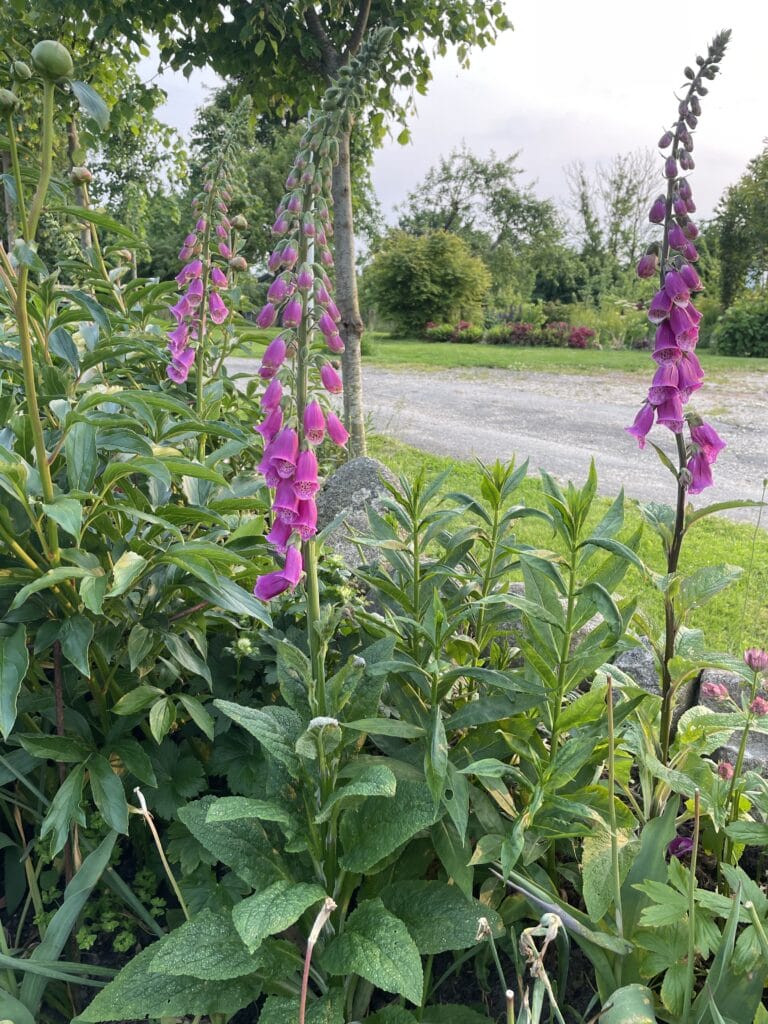 Fingerbøl blomst i haven