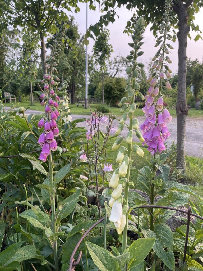 Fingerbøl blomst i haven
