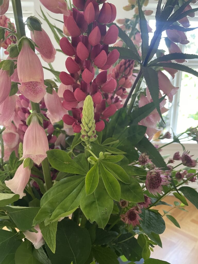 Fingerbøl blomst i skærehaven til buketter