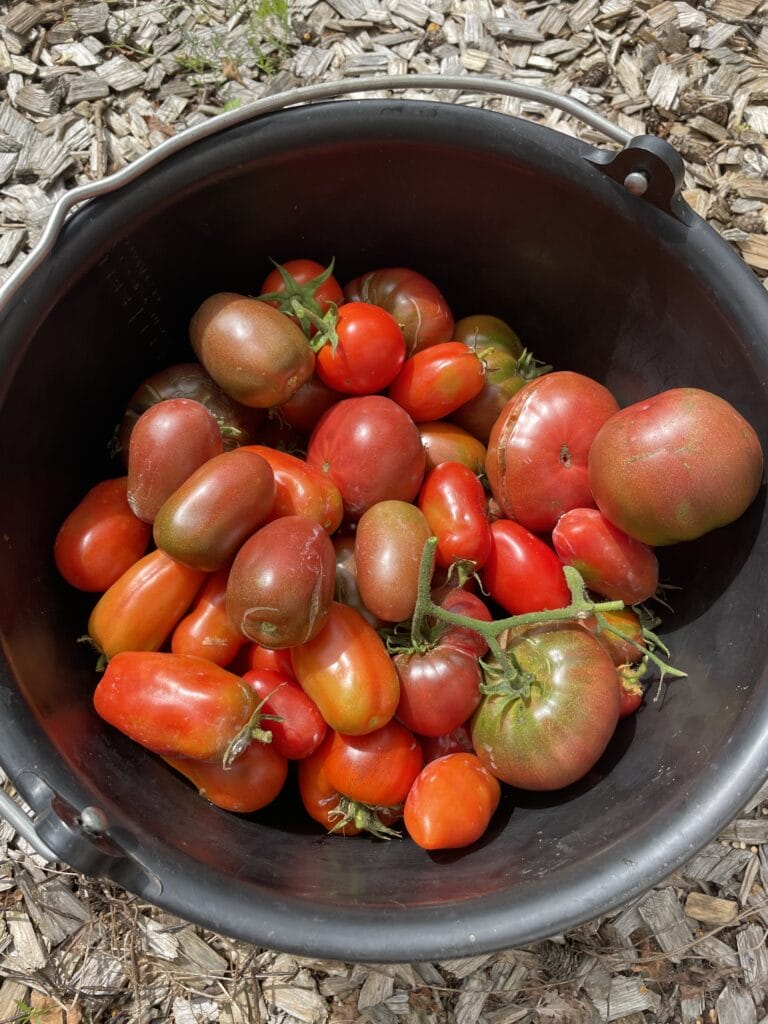 høst af tomater i køkkenhaven