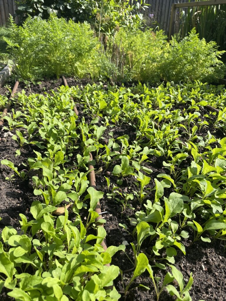 køkkenhave om vinteren og dyrkning af ruccola