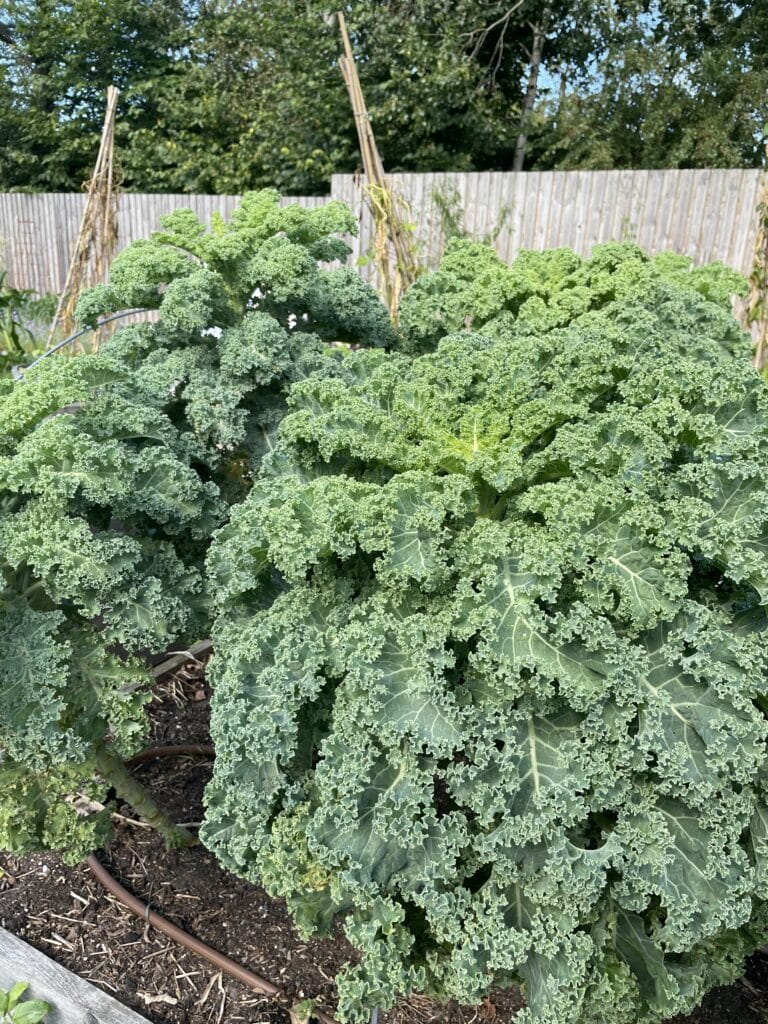 køkkenhave om vinteren grønkål og vintergrøntsager
