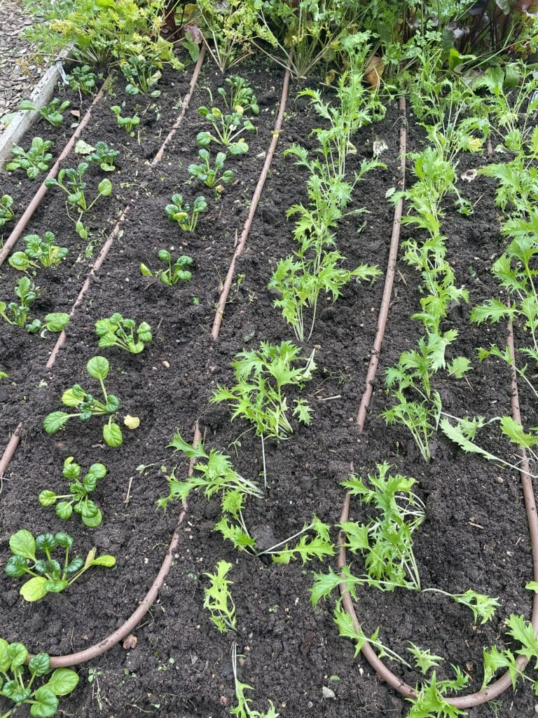 dyrkning af grøntsager om vinteren mizuna og tatsoi