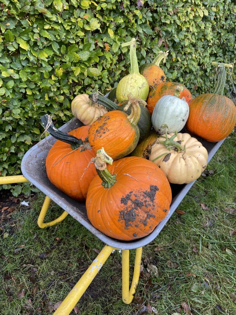dyrkning af græskar i køkkenhaven til halloween
