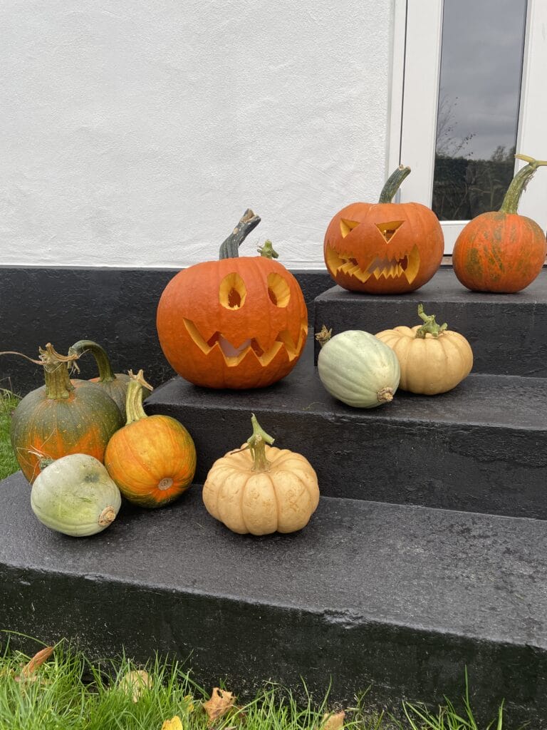 dyrkning af græskar i køkkenhaven til halloween