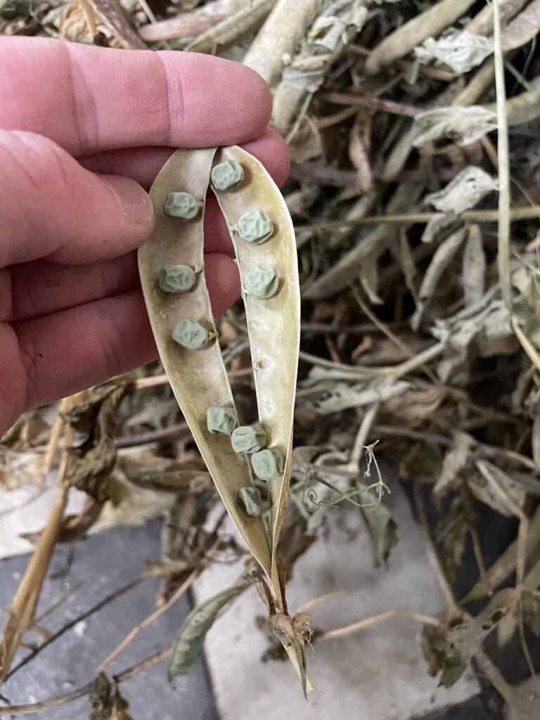 havearbejde i vinterhalvåret bælge ærter og sorte frø