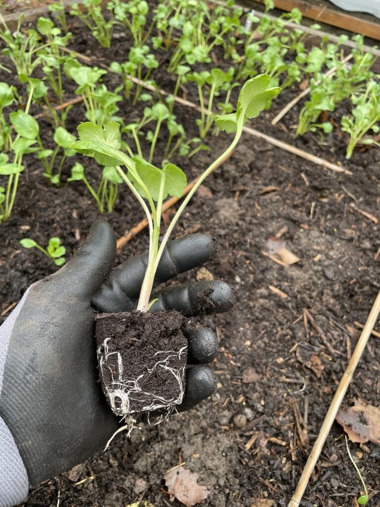 forspiring af ranunkler til skærehaven og flotte buketter