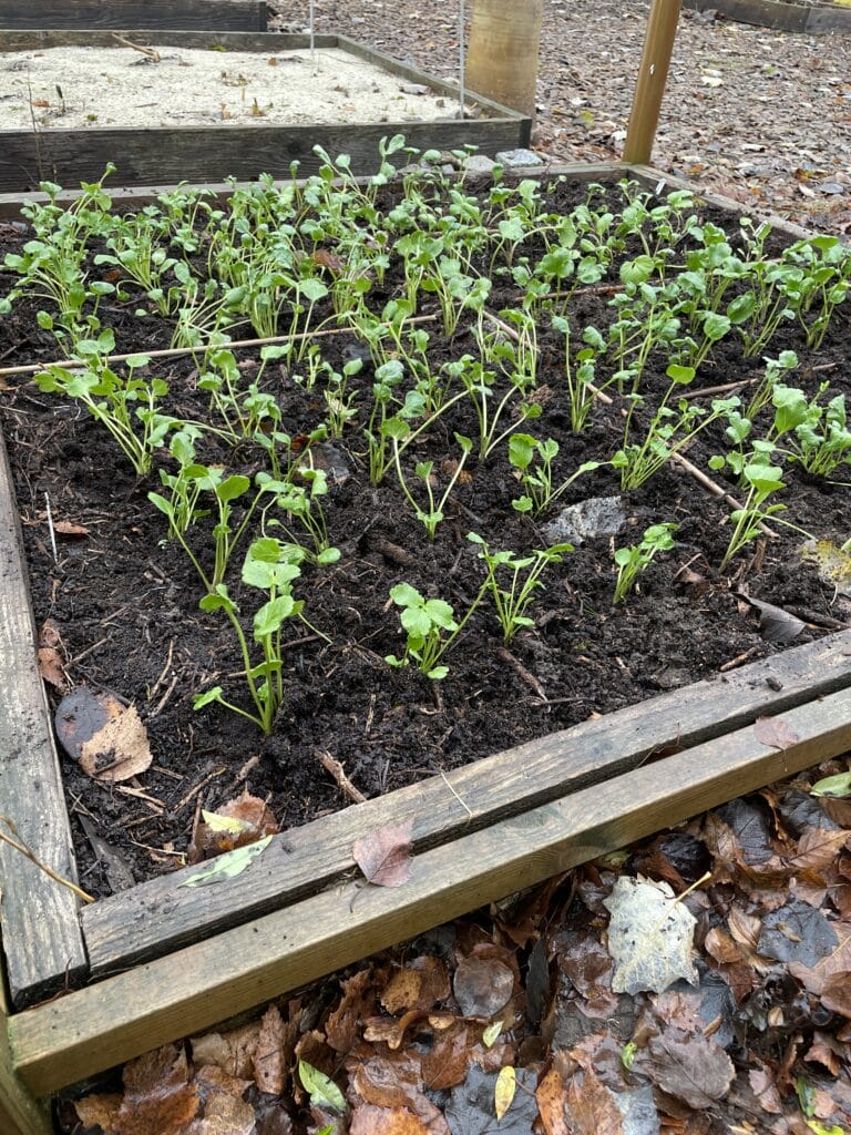 udplantning og dyrkning af ranunkler på friland om vinteren til buketter
