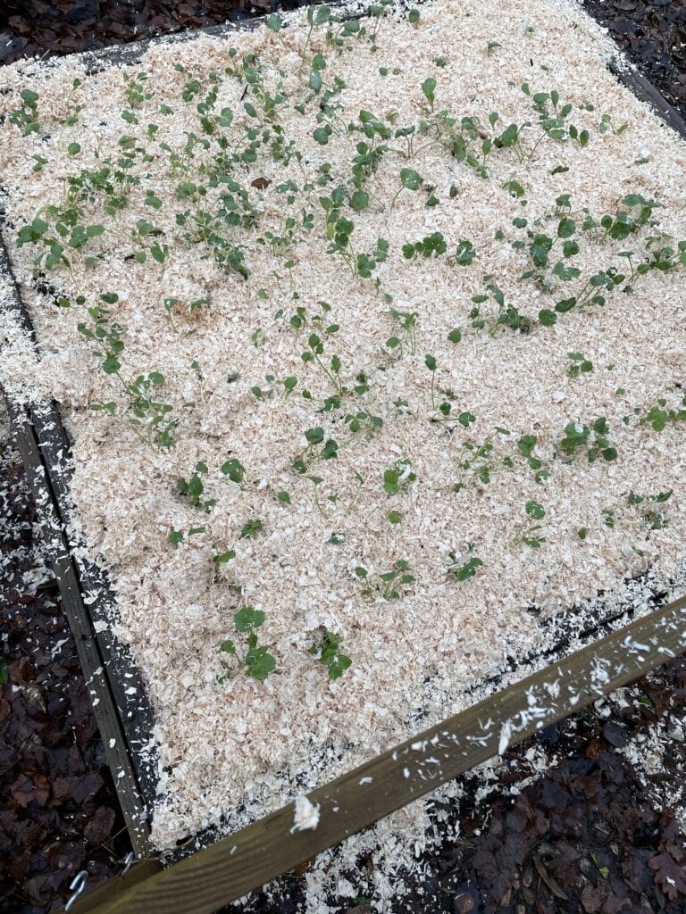 udplantning og dyrkning af ranunkler på friland om vinteren til buketter