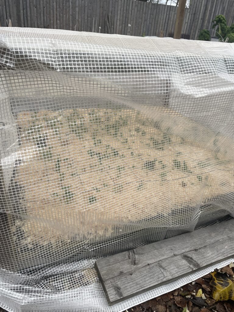 overvintring og vinterdække af ranunkler på friland i skærehaven